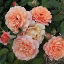 Роза, сорт «Fiona Gelin» селекции Guillot