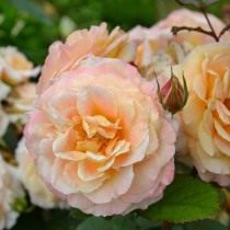 Роза, сорт «Fiona Gelin» селекции Guillot