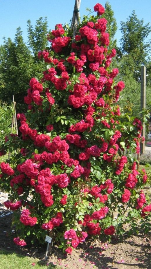 Роза сорт "Flammentanz"