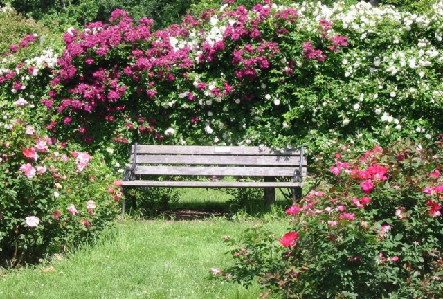 Скамейка, вокруг которой высажены розы