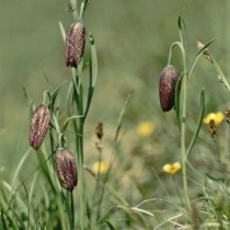Рябчик восточный, или Рябчик тоненький (Fritillaria orientalis)