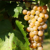 Фурминт — сорт винограда