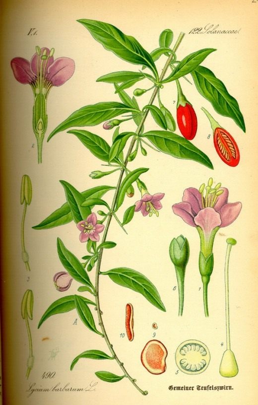 Дереза обыкновенная. Ботаническая иллюстрация из книги О. В. Томе «Flora von Deutschland, Österreich und der Schweiz», 1885