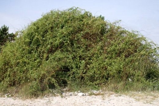 Общий вид растения Дереза обыкновенная, Годжи (Lycium barbarum) 