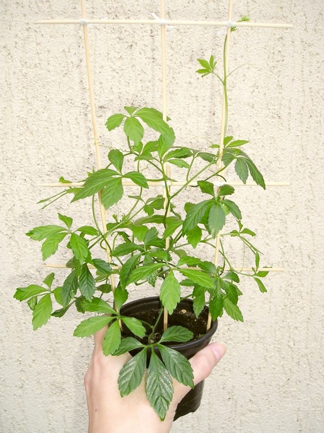 Гиностемма пятилистная (Gynostemma pentaphyllum)