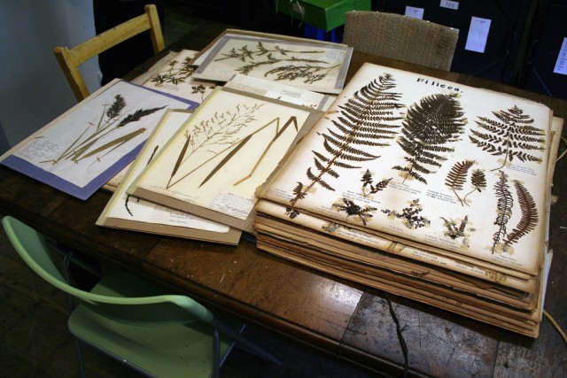 Коллекция гербариев Южного Лондонского Ботанического института