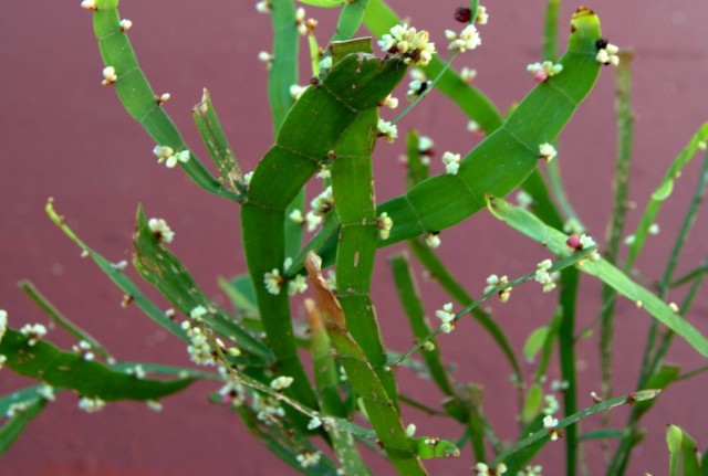 Гомалокладиум плосковеточный (Homalocladium platycladum)
