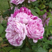 Бурбонская роза сорт "Honorine-de-Brabant"