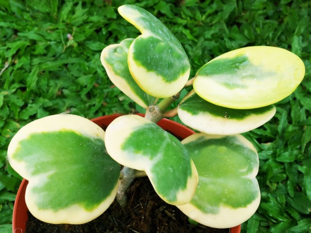 Хойя Керра пёстролистная (Hoya Kerrii variegata)