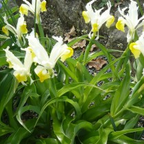 Ирис орхидный (Iris orchioides) или Юнона орхидная (Juno orchioides)
