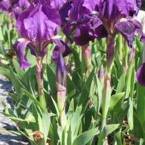 Ирис карликовый (Iris pumila) или Юнона голубая (Juno coerulea)