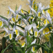Ирис замещающий (Iris vicaria) или Юнона замещающая (Juno vicaria)