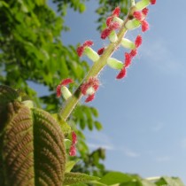 Женские цветки ореха маньчжурского