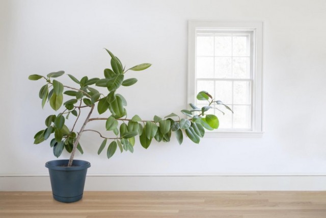 Почему вытягиваются комнатные растения?