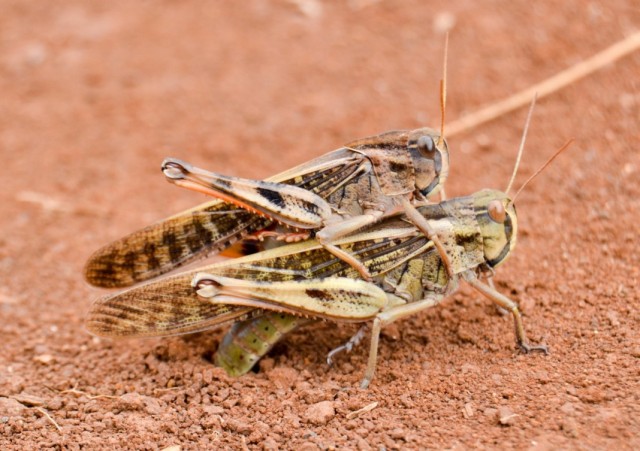 Перелётная саранча, или азиатская саранча (Locusta migratoria)