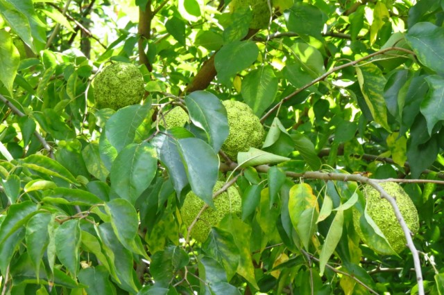 Маклюра оранжевая или маклюра яблоконосная (Maclura pomifera)