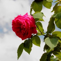 Бурбонская роза сорт "Madame Isaac Pereire"