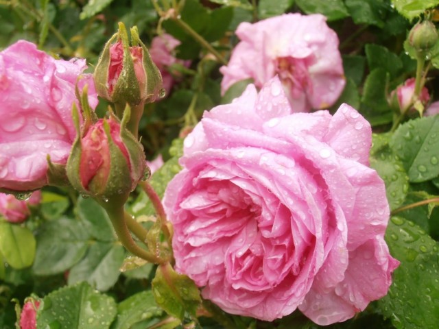 Бурбонская роза сорт "Madame de Sevigne"