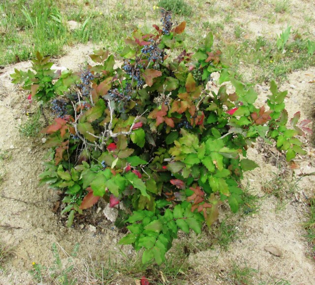 Общий вид растения магонии падуболистной с ягодами