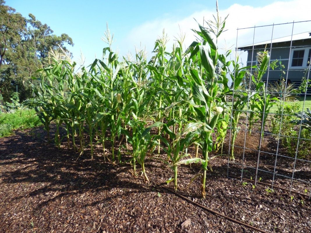 Как посадить кукурузу в огороде в открытый. Кукуруза на грядке. Кукуруза на даче. Вырастить кукурузу на даче в открытом грунте. Посадка кукурузы.