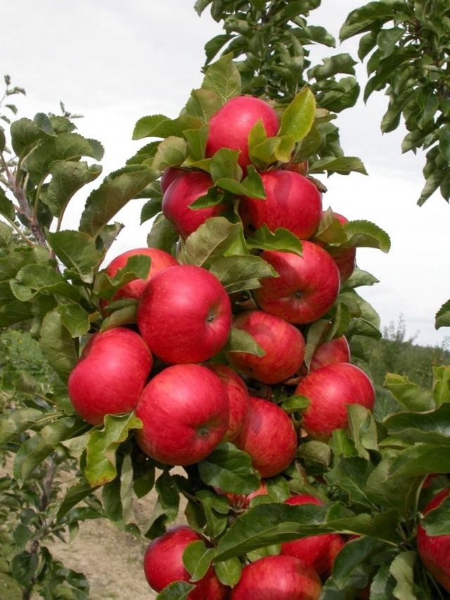 Плоды колоновидной яблони сорт Соната