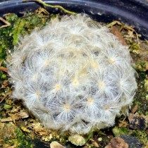 Маммиллярия превосходная (Mammillaria perbella)