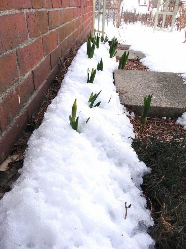 Выполняя работы по задержки снега для увлажнения почвы, не забывайте о том, что снег далеко не везде необходим, а для некоторых растений – опасен