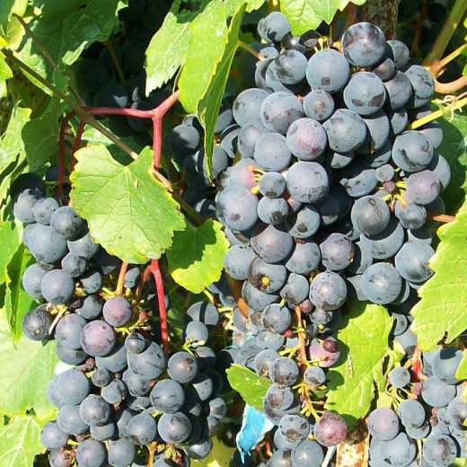 Виноград сорт Мариновский