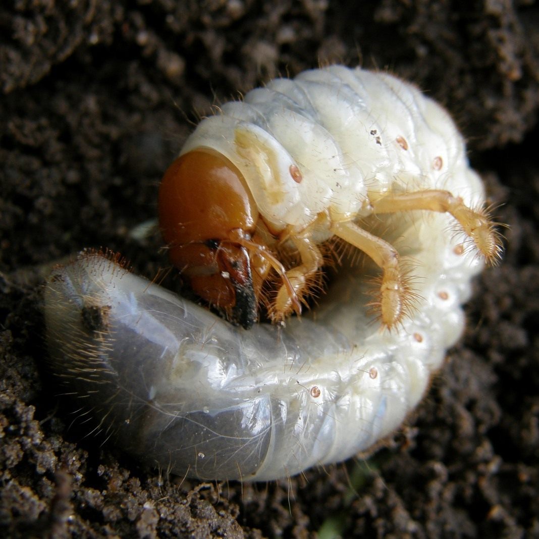 Большая личинка жука. Хрущ Жук личинка. Личинка хруща майского. Хрущ личинка майского жука.