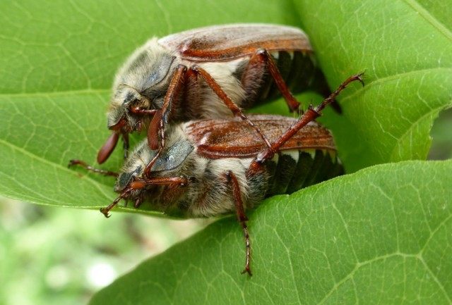 Майские жуки, или майские хрущи (Melolontha)