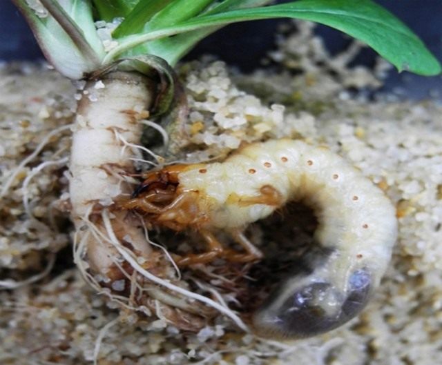 Личинка майского жука подгрызает корень растения
