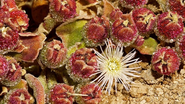 Мезембриантемум хрустальный (Mesembryanthemum crystallinum)