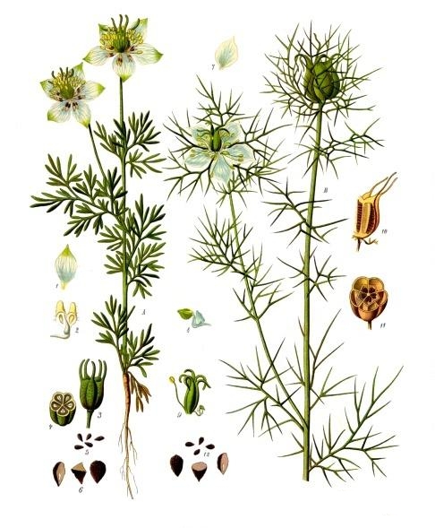 Чернушка посевная и Чернушка дамасская. Ботаническая иллюстрация из книги «Köhler’s Medizinal-Pflanzen», 1887