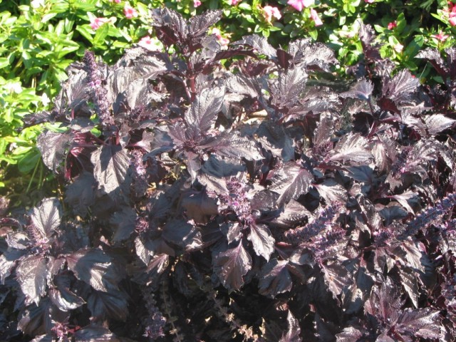Базилик душистый "Purple Ruffles" (Ocimum basilicum 'Purple Ruffles')