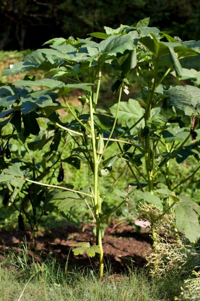 Общий вид растения Бамия