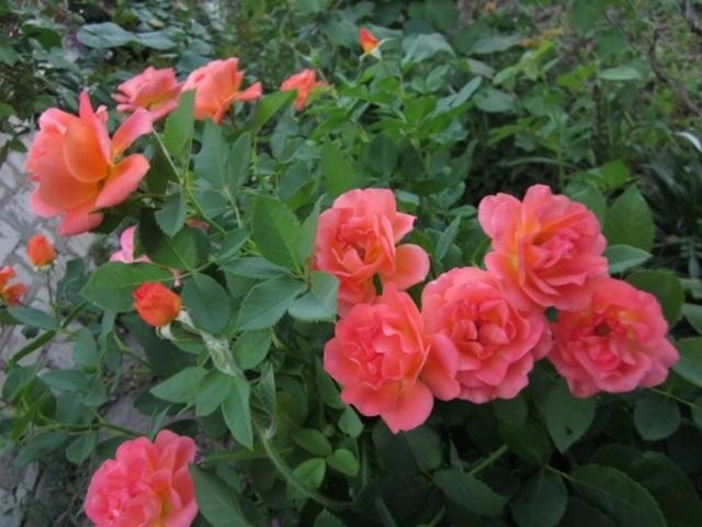 Роза, сорт «Orange Dаwn» селекции Warner