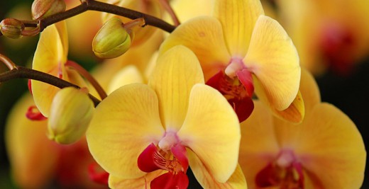 Орхидея в отличие от большинства красиво — цветущих растений не вызывает аллергию