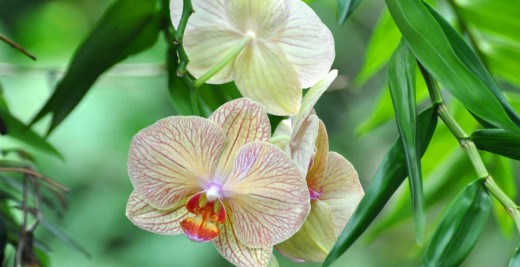 Орхидея самая приспособленная группа растений на земле