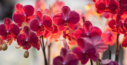 Самая большая орхидея может вырасти до 20 метров в высоту