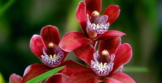 Орхидея может цвести до 90 дней