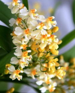 Орхидея «онцидиум»