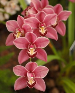 Орхидея «каттлея»