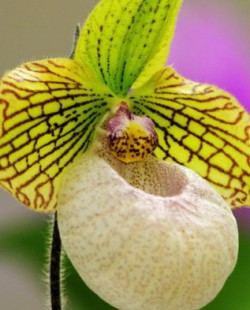 Орхидея «пафиопедилум»