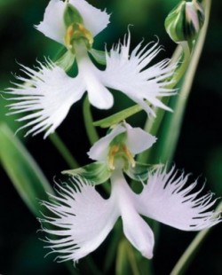 Орхидея «хабенария»