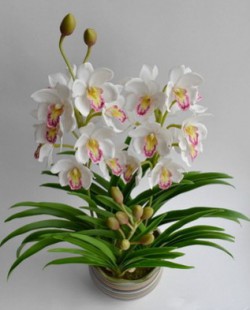 Орхидея «цимбидиум»
