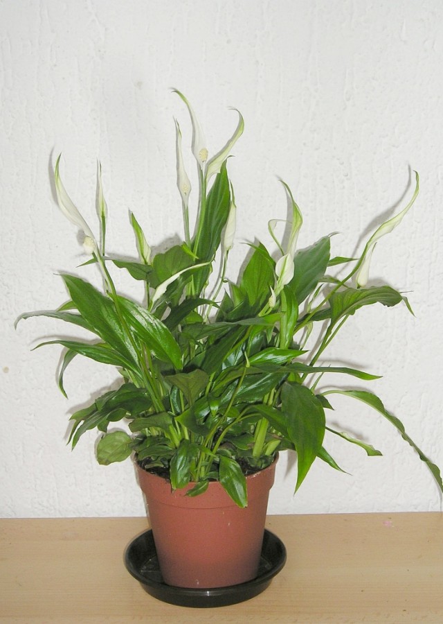 Спатифиллум, или Спатифиллюм (Spathiphyllum)