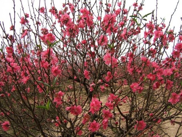 Персиковые деревья во время цветения