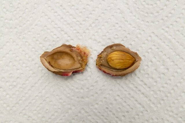 Косточка и семя персика