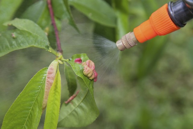 Обработка персикового дерева от вредителей и болезней
