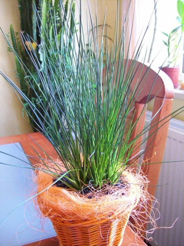 Ситник развесистый "Карандашная трава" (Juncus effusus 'Pencil Grass')
